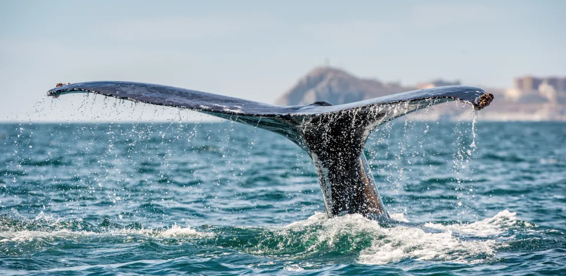 A humpback whale tail fluke rising above the surface of the Pacific Ocean, the kind of encounter you might see on a whale watching tour from Mazatlán